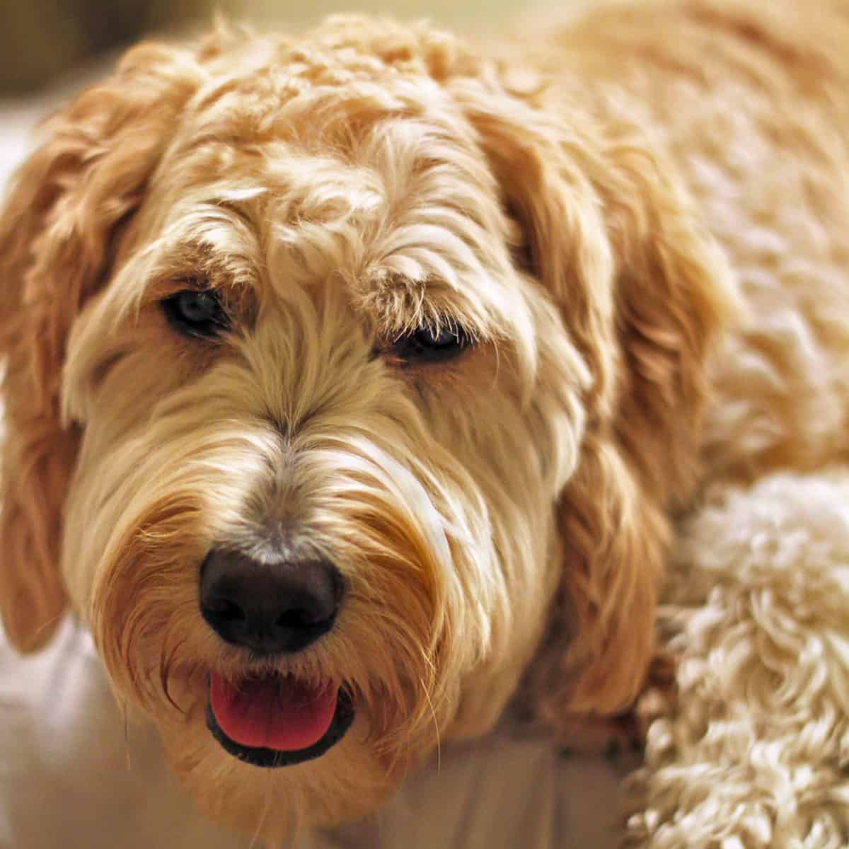 What Does F1 Goldendoodle Mean? (Explained)